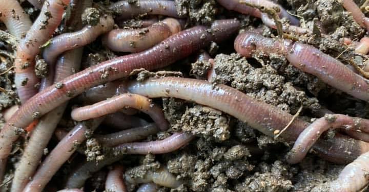 50 Juicy Live worms