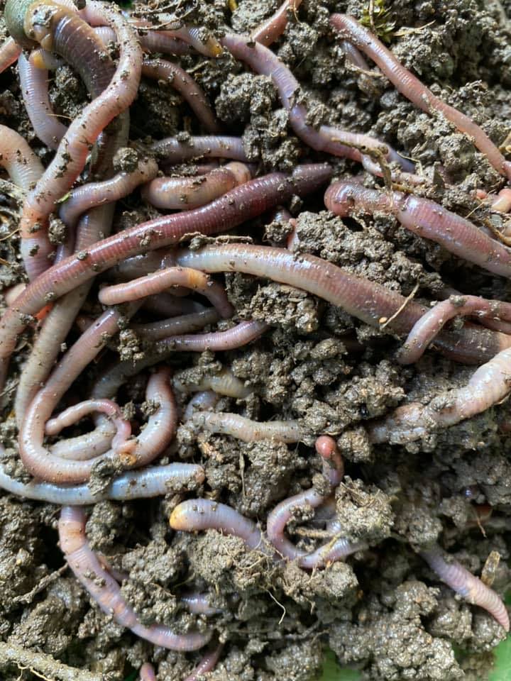 100 Wriggly Worms