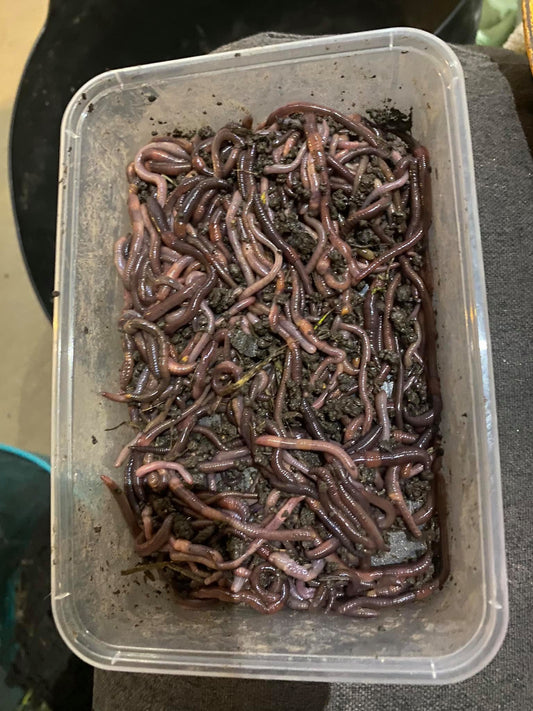200 Delicious Worms