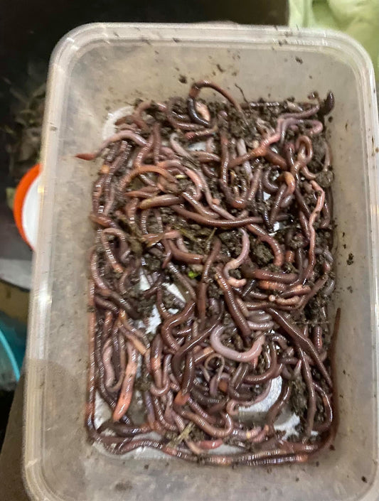 100 Wriggly Worms