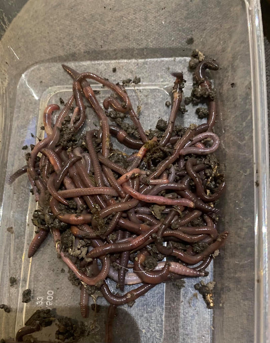 50 Juicy Live worms